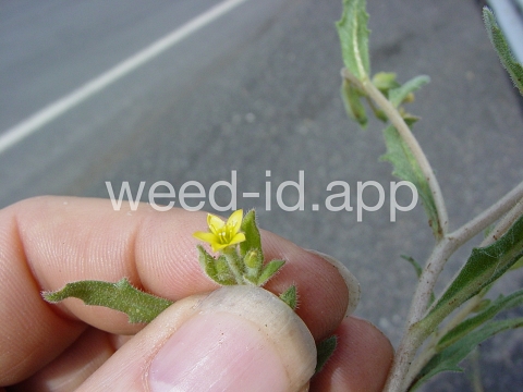 stickleaf, whitestem
